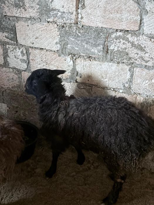 Оптом кой ешкы 300к