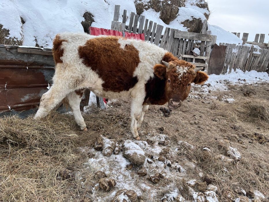 Подсос бұқа сатылады