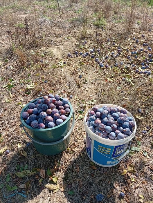 Vând prune grase