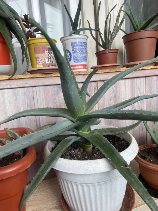 Алоэ вера лечебный