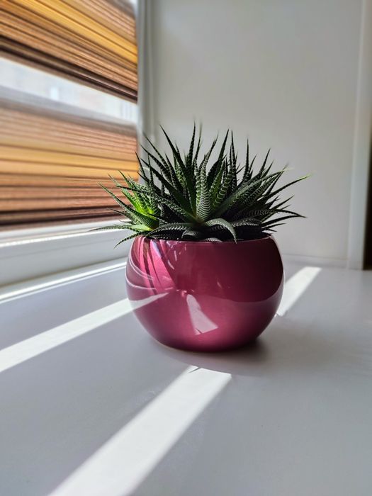 Цветок хавортия отросток.