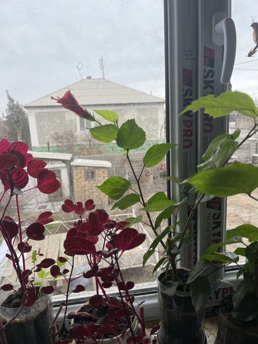 Продаются комнатные цветы