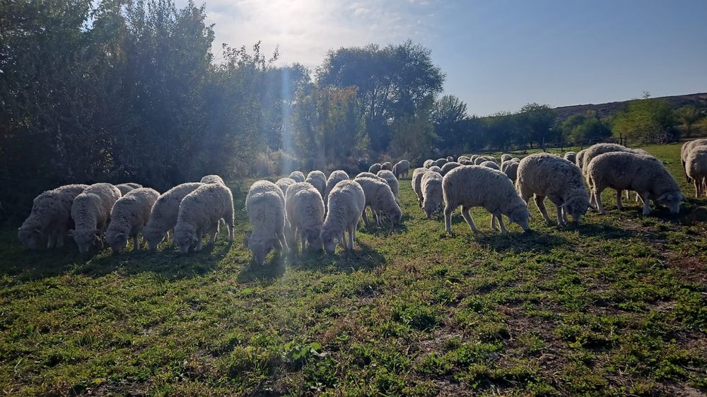 Тоқты сатамын (6айлық)