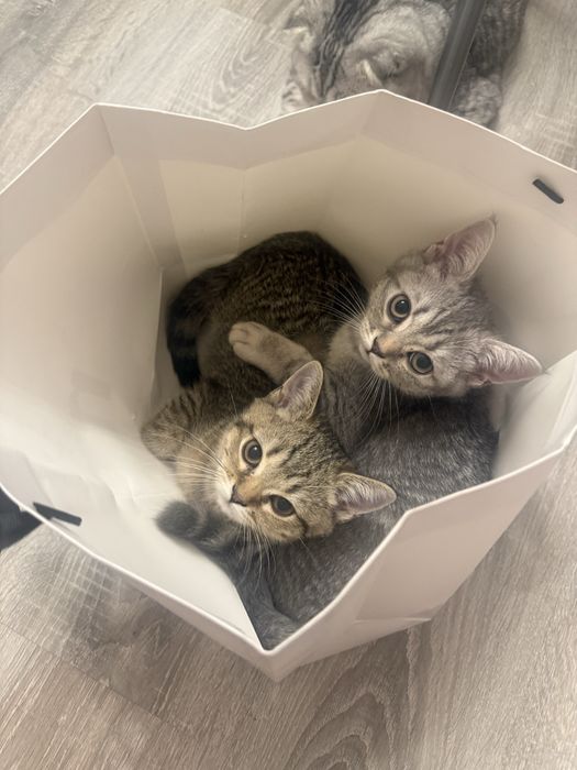 Котята 2 девочки