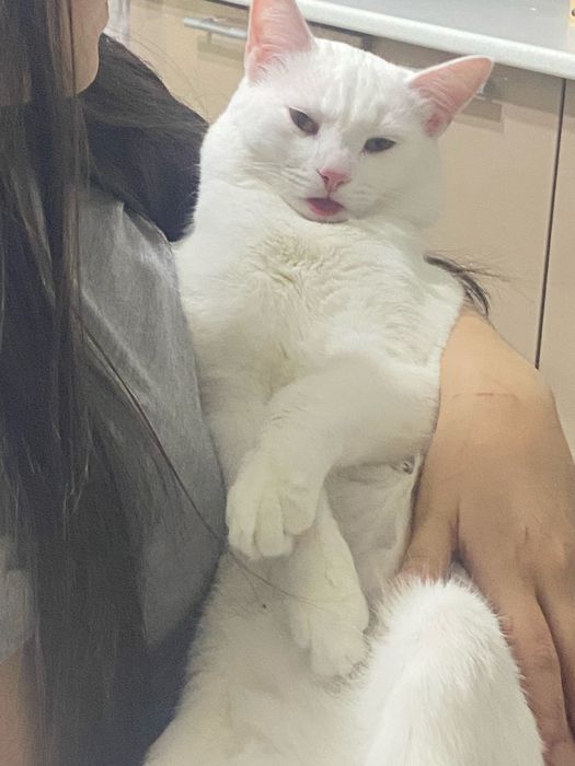 Отдам в хорошие руки кошку
