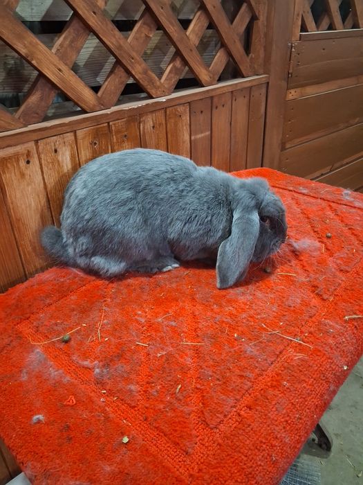 Vând Femela berbec german Albastru
