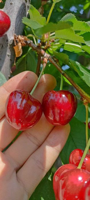 Kiyimdagi anal jinsiy aloqa porno fotosuratlar