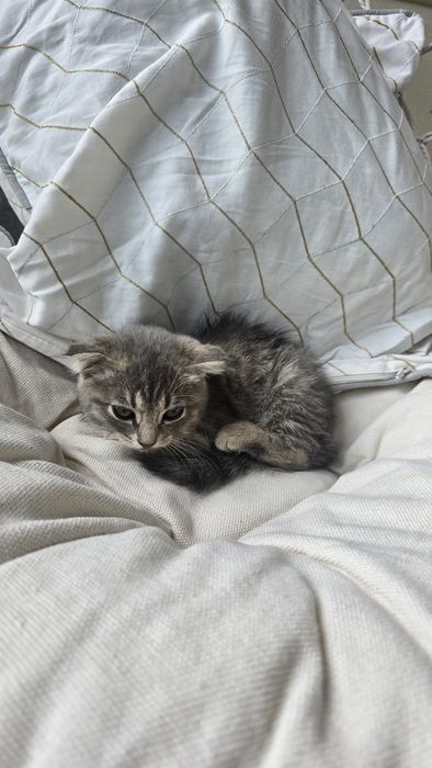 Бесплатно котёнок девочка