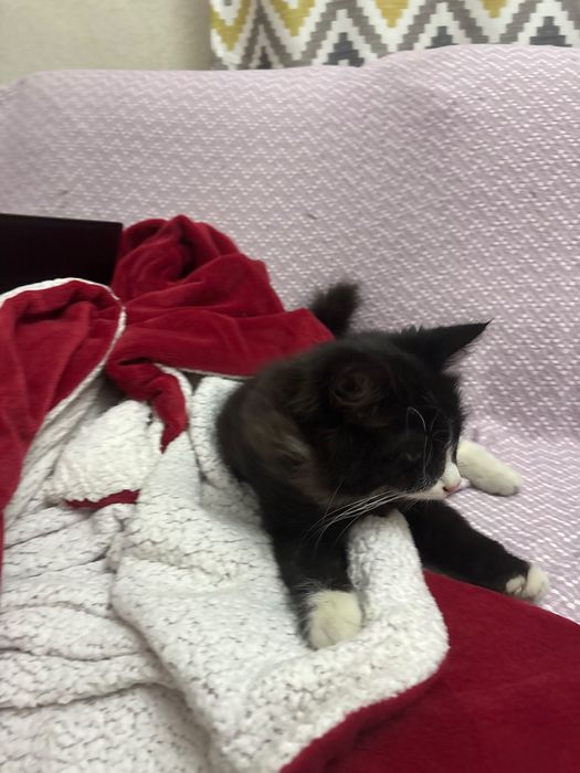 Котенок в добрые руки