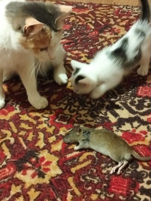 Отдам котят . Мама крысоловка