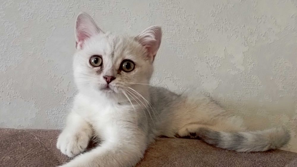 Британские шиншиллы