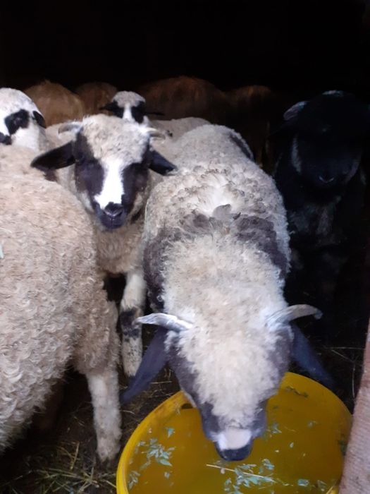 Vand miei   pentru paste