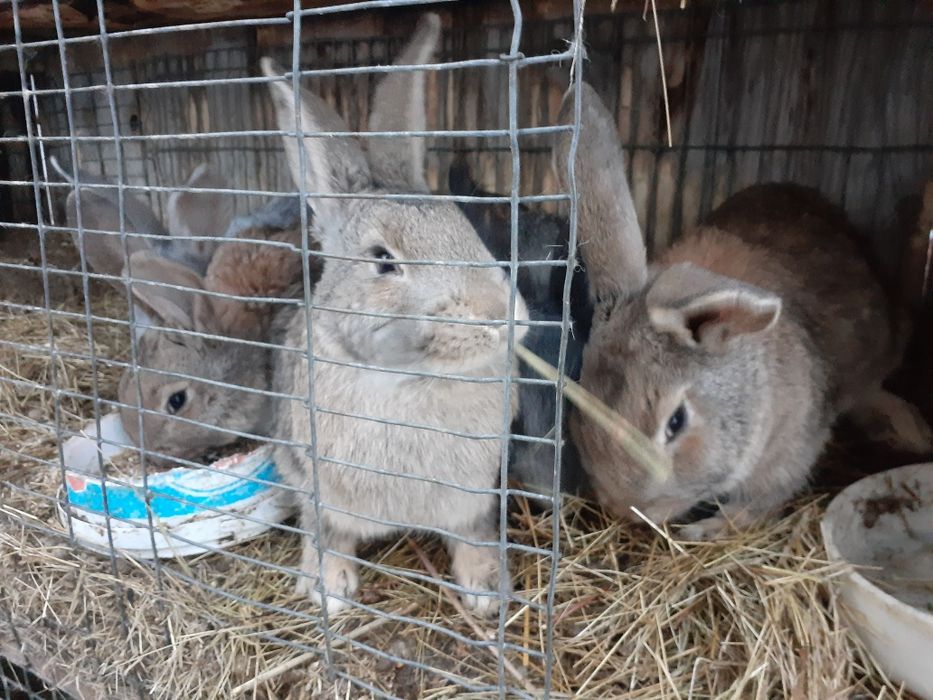 Продаю кроликов на развод