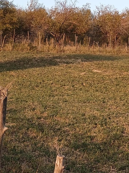 Участок 100 соток