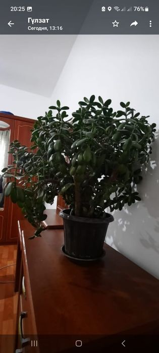 Денежное дерево " Толстянка "