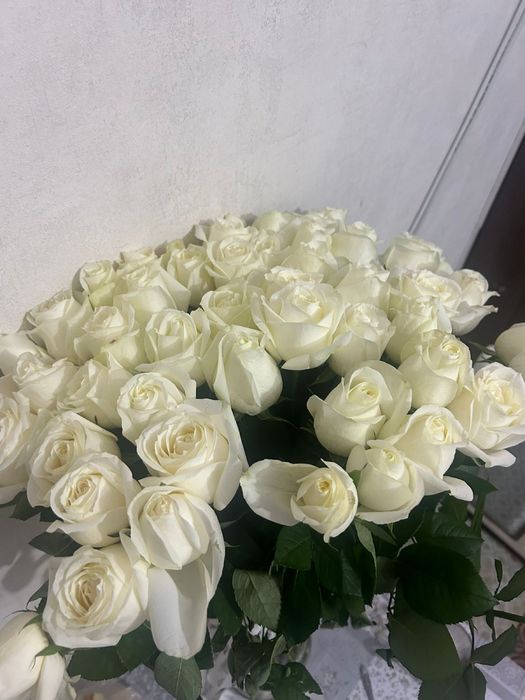 Белые розы свежий 51шт