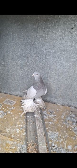 Голуби, Голуби..