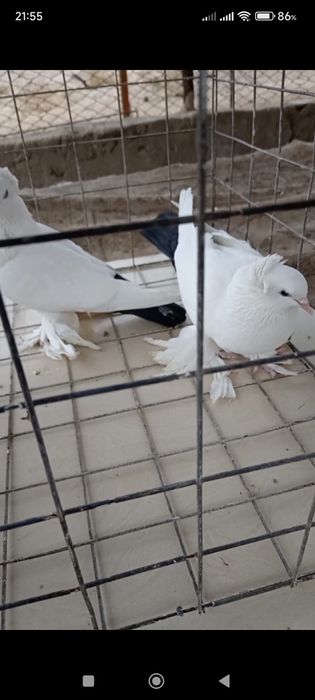 Продается голуби