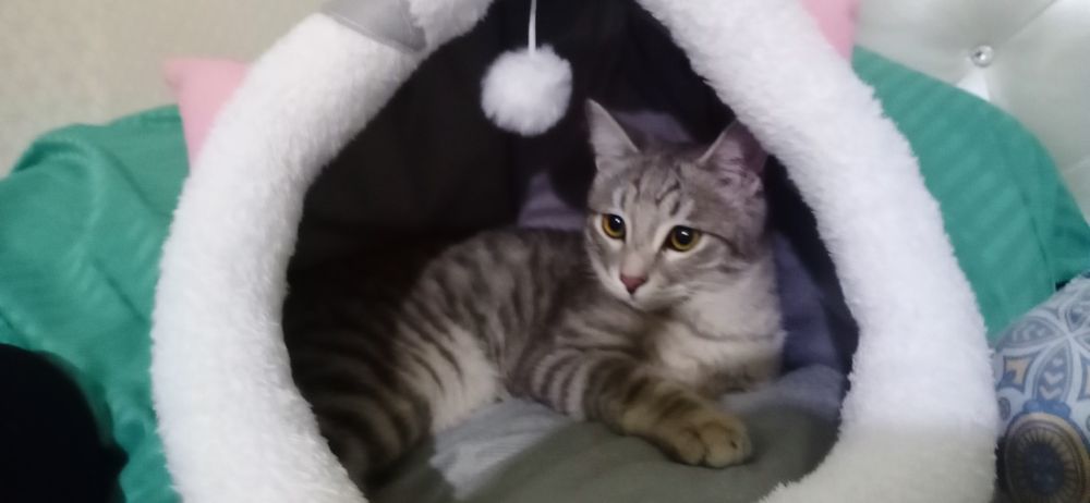 Кошка домашняя...