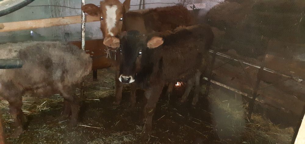 Таначалар Гуножинчалар бор