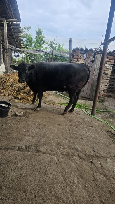 Vând vaca angus  tânără