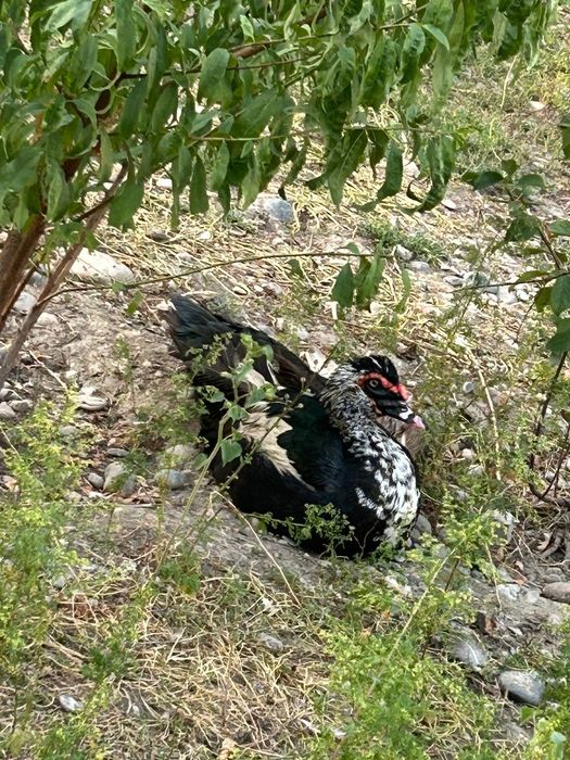 Продам шипунов индоуток