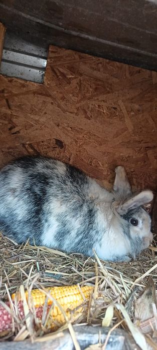 Vand iepuri sau schimb