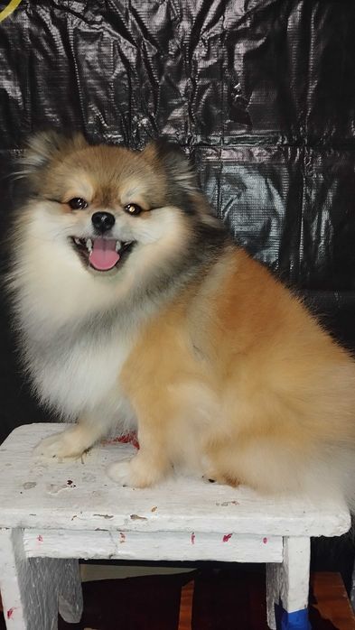 Шпиц померанский