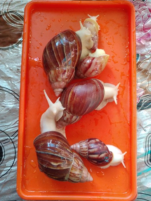 Улитка улкени 20 мын орташасы 15 мын кишкенеси 10 мын жуздеги дакларга