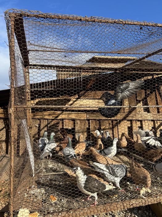 Jucatori pana simpla si voltati