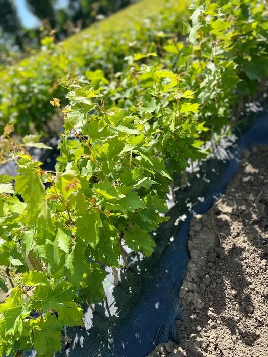 Butasi vita de vie hibrid!