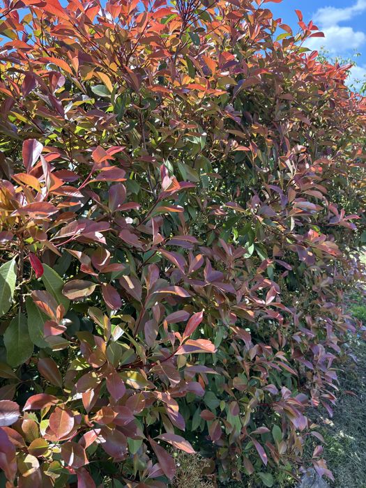 Photinia, Prunus, Iarba albastra, Lonicera