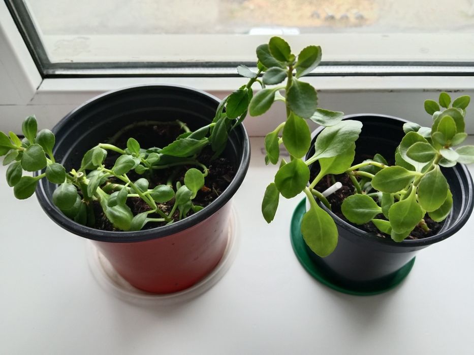 Растения  разные