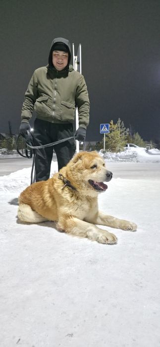 Ищет подругу на вязку