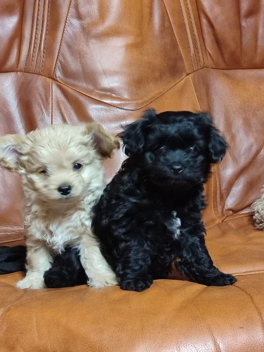 Продам щенков 150