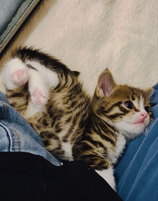 Котенок в добрые руки. Г.Алматы