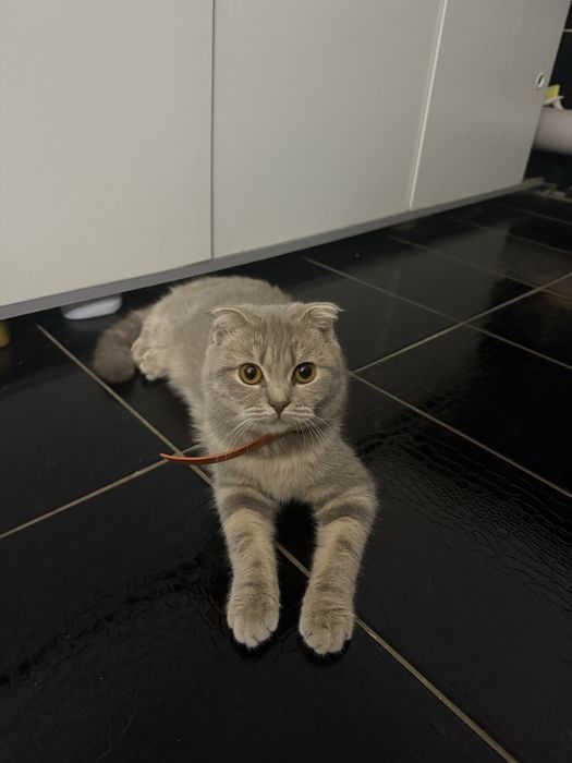 Продам     котят