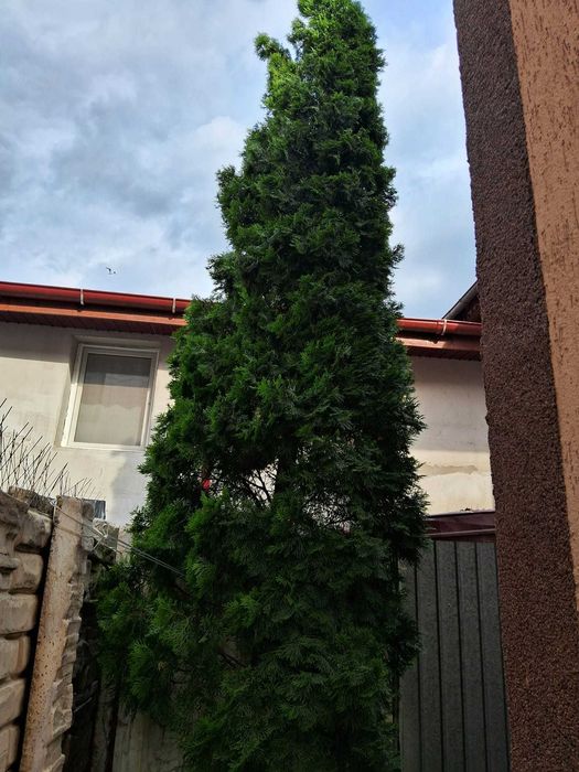 Brazi ornamentali, 5 buc Tuia columnari - 5 m si 2 buc Chiparosi albastri - 5 m