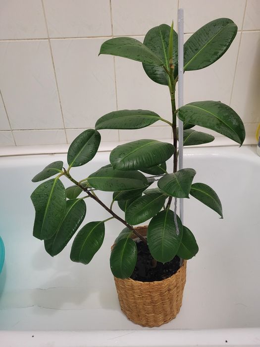 Продам фикус эластика