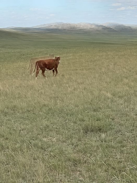 Ақ бас, ургашы 1,9ай тайша