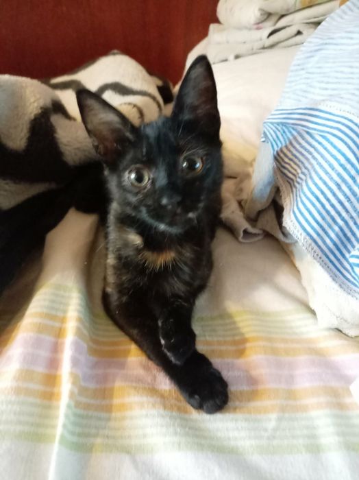 Коте търси дом Пловдив