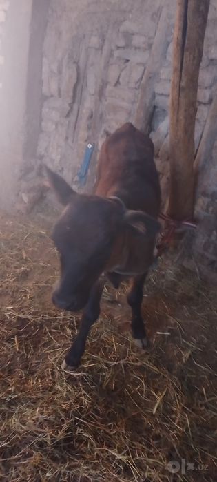 GʻUNOJIN sotiladi kafolati bilan