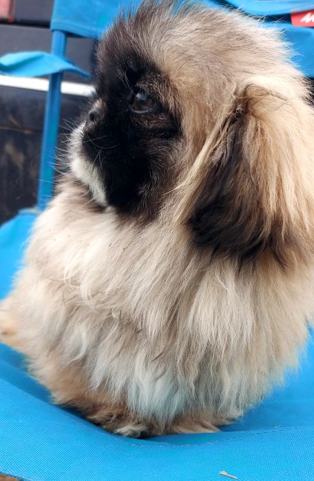 Băiat de 4 luni cu toate vaccinele la zi și carnet de sanatate