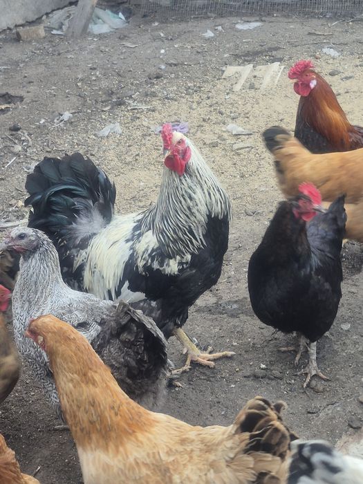 Продам домашних петухов