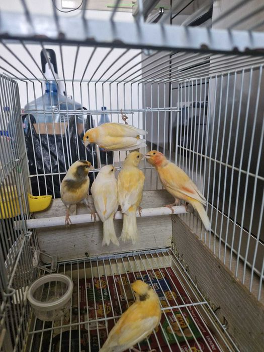 Canari lot 5 bucăți