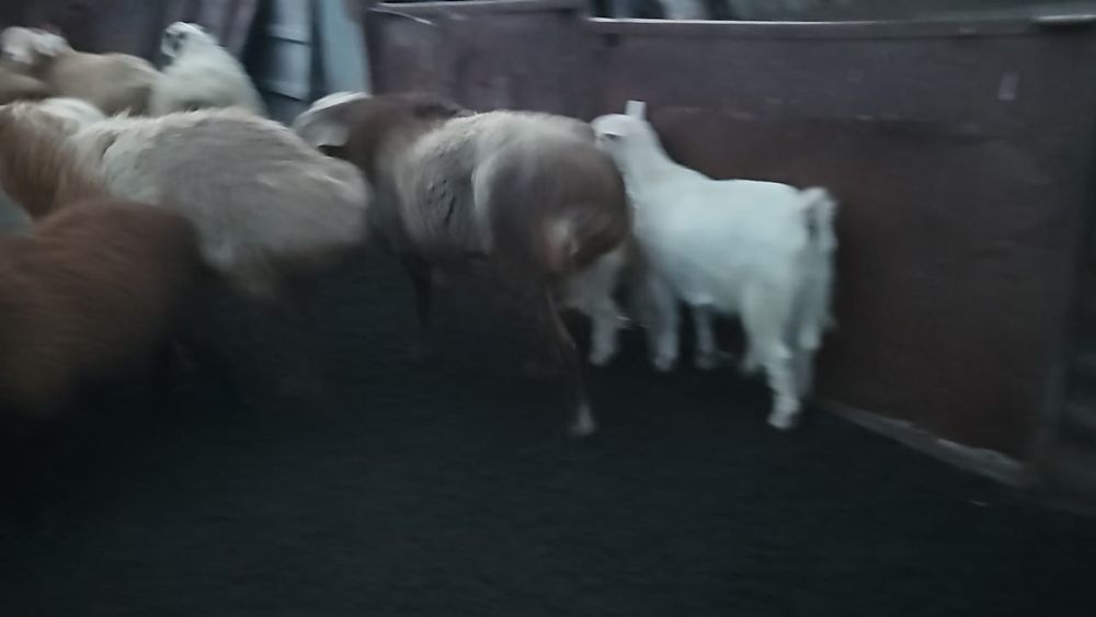 Едильбайские кошкары племенные