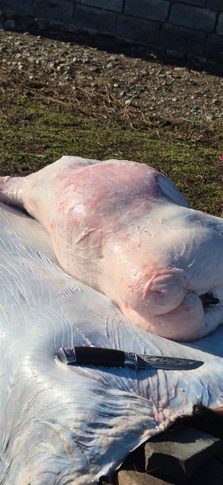 Баран, қой сатылады