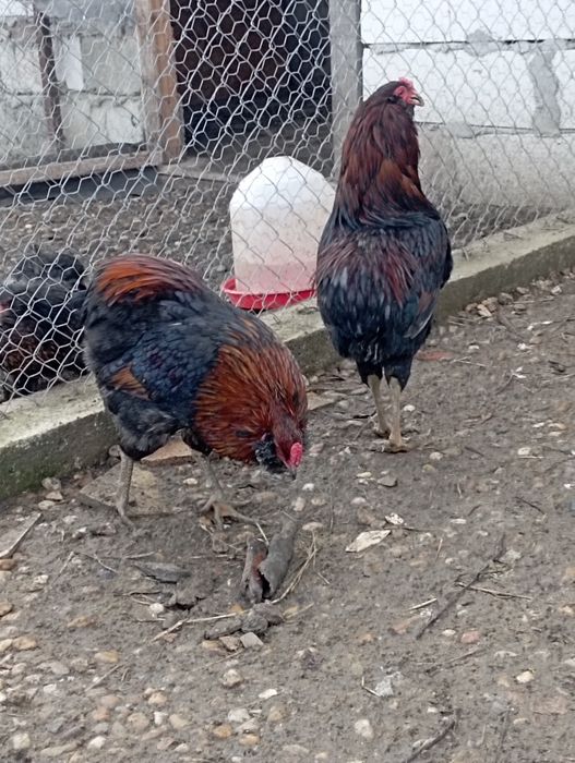 Cocoși araucana potârnichiu