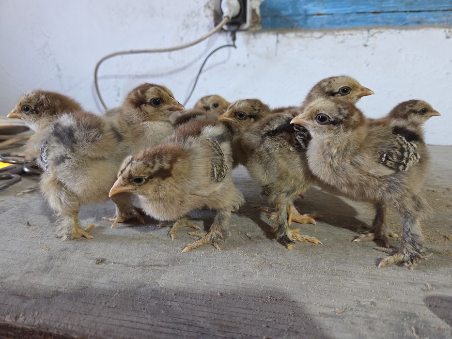 Цыплята брама...