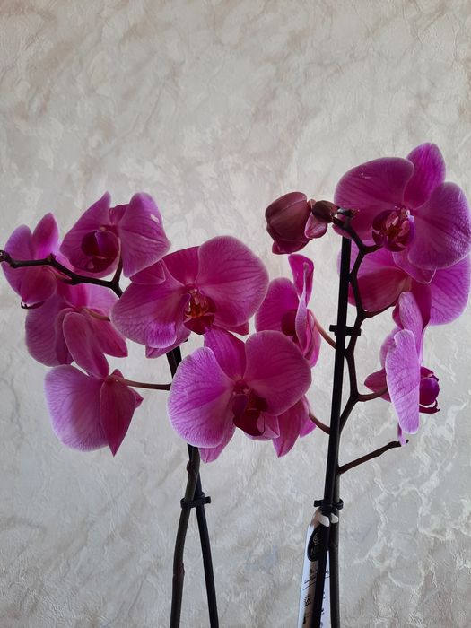 Продам шикарную Орхидею